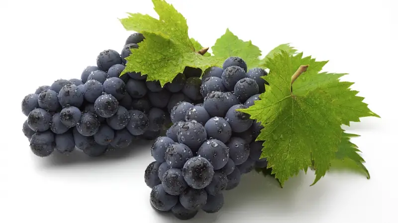 Borászat musthűtés Borászat musthűtés